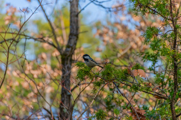 A great tit perching on a tree branch long/wide shot in a forest