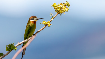 Oiseaux - Masaï Mara Kenya