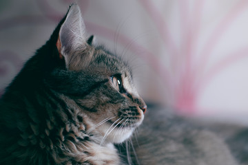 Gatto