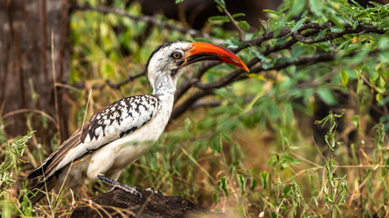 Oiseaux - Masaï Mara Kenya