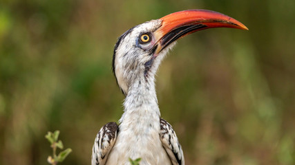 Oiseaux - Masaï Mara Kenya