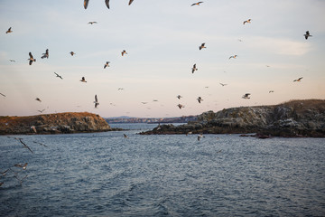 Sunset on the sea, seagulls fly over the waves and the outlines of the stone island. The orange light of the setting sun illuminates the gulls above the sea and the dark water of the Black sea