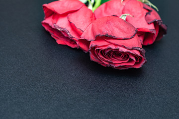 Beautiful buds red rose on a black background.