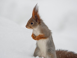 Portrait of red squirrel in the snow. The red squirrel or Eurasian red squirrel (Sciurus vulgaris). 