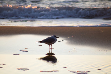 seagull on the golden sand standing near the water in sunrise sunlight