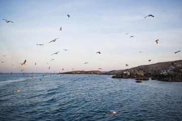 Sunset on the sea, seagulls fly over the waves and the outlines of the stone island. The orange light of the setting sun illuminates the gulls above the sea and the dark water of the Black sea