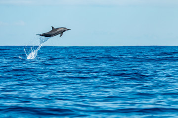 Dauphin - Réunion