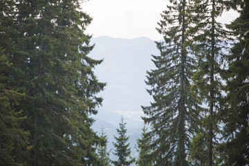 View of the mountains in Bulgaria with the tops of tall fir trees. Wild spruce forest on the slopes of the hills in the Rhodopes