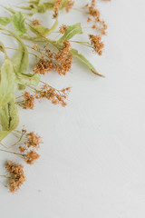 Herbal flower linden tea on a white background. Flat lay.