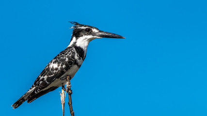 Oiseaux - Masaï Mara Kenya