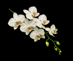 Fototapeta na wymiar Moth orchid on black