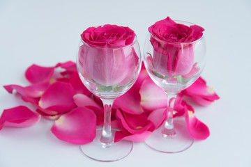 Large heads of fresh roses in wine glasses. Two glasses of roses surrounded by flower petals. White background. Concept. Love, freshness, romance.