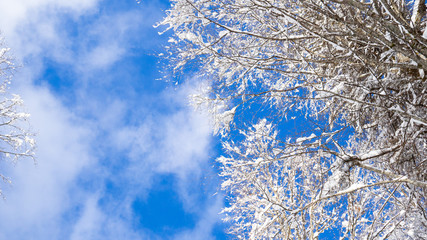 Bottom up view  of bright blue sky and snow covered tree branches with white clouds. natural and scenic background, copy space