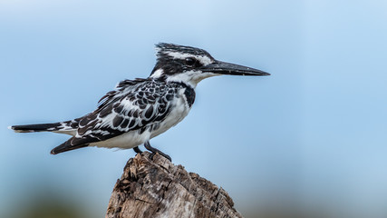 Oiseaux - Masaï Mara Kenya