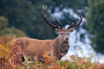 Red Deer Stag (Cervus elaphus)  in thick bracken at the edge of a forest