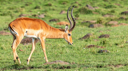 Gazelle - Masaï Mara Kenya