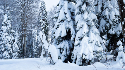 Snow covered fir trees in the winter forest in the mountains. scenic view, winter background