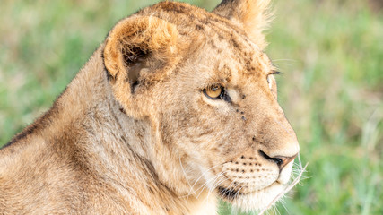 Lion - Masaï Mara Kenya