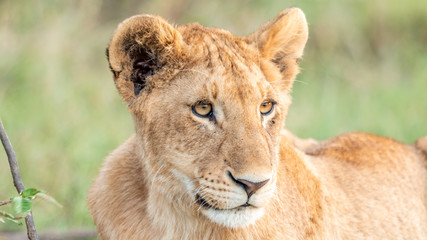 Naklejka na ściany i meble Lion - Masaï Mara Kenya