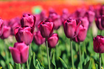 Closeup of pink tulips flowers with green leaves in the park outdoor.