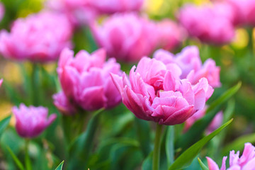 Fototapeta premium Closeup of pink tulips flowers with green leaves in the park outdoor.