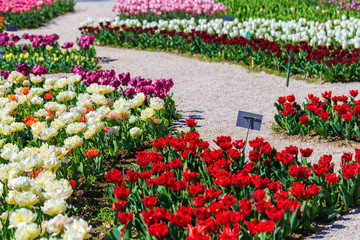 Naklejka premium Colorful tulips in individual clubs in a flower garden or farm. spring flowers