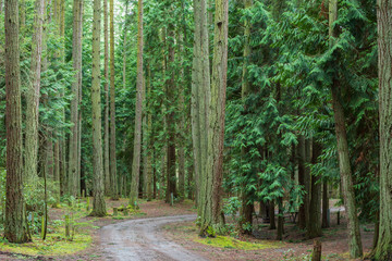 Landscape of path in a lush green forest in Washington Park in Anacortes Washington