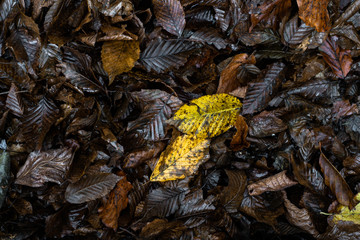Close-up. Background.Multi-colored fallen autumn leaves create rich color backdrop and background. Autumn lawn with fallen leaves. Dirty soil macro photo. Nature concept wallpaper for banner template.