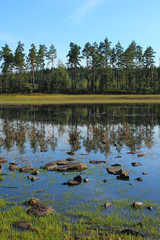 Obraz premium Pine trees at the shore of Lake Marsjon, Sweden.