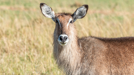 Kenya - Masaï Mara