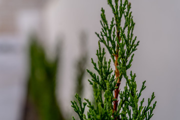 green grass on white background