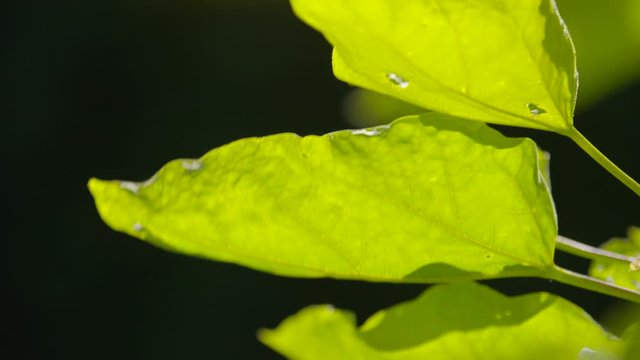 An extreme-closeup, point-of-view shot of the underside of a cluster of spear-shaped leaves that features the blades and veins.