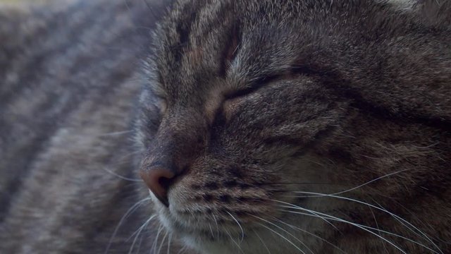 Hauskatze sehr nah in Zeitlupe