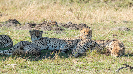 Guépard - Masaï Mara Kenya