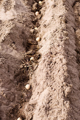 Spring planting of potatoes in the soil with manure. Agricultural work