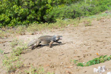 Iguana 