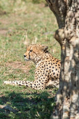 Fototapeta premium Guépard - Masaï Mara Kenya