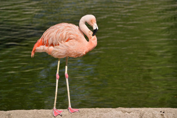 Flamant rose solitaire au bord de l'eau