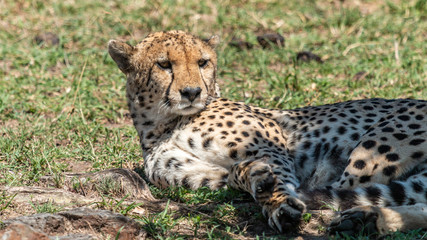 Guépard - Masaï Mara Kenya