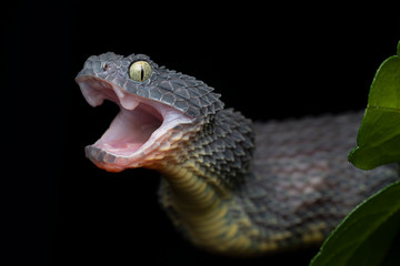 Bush Viper Snake (Atheris squamigera) - Black variation