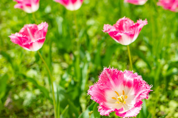 Beautiful pink tulips close-up. Spring card.