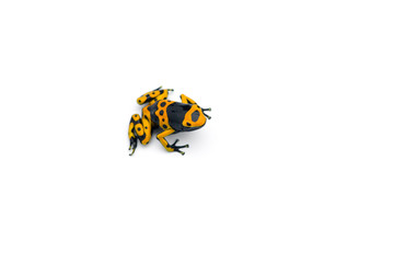 The poison dart frog isolated on white background