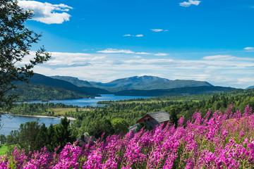 Landscape with flowers of Norway in summer. Norwegian nature and nordic typical red fishing houses at fjord. Field of heather pink flowers in More og Romsdal county, Norway