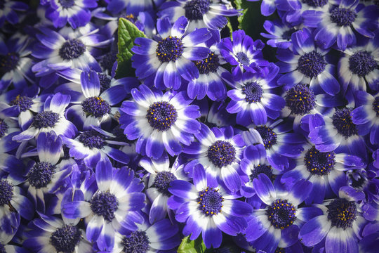 Beautiful blue flowers of pericallis hybrida. Close-up.