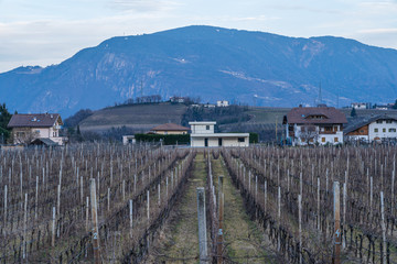 Naklejka premium Vineyards in Eppan, south Tyrol, Italy, Europe.