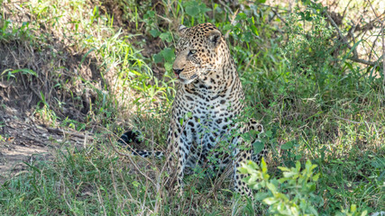 Fototapeta na wymiar Léopard - Masaï Mara Kenya