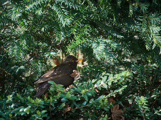 bird of prey