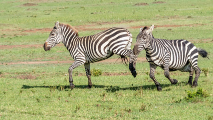 Fototapeta na wymiar Zebre - Masaï Mara Kenya
