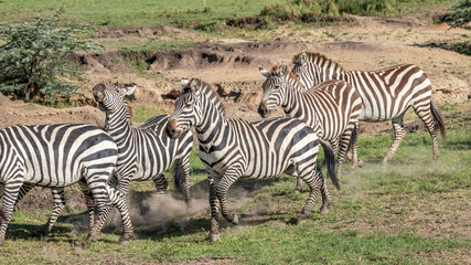 Zebre - Masaï Mara Kenya