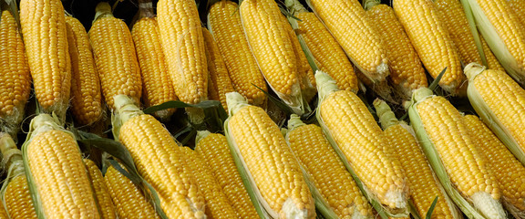 Fresh juicy, sweet corn in the street markets, laid out by the mountain on the counter